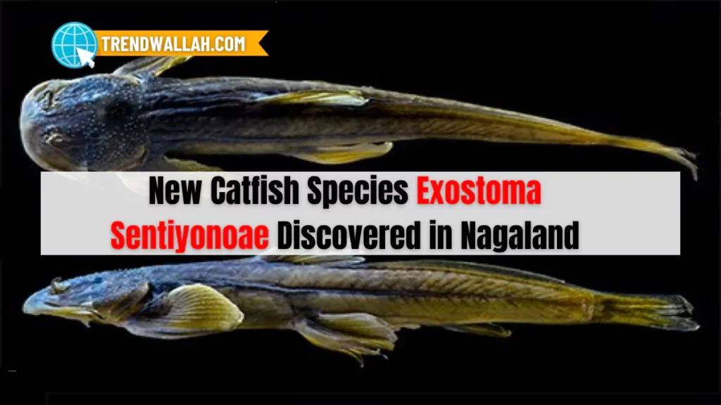 Exostoma Sentiyonoae