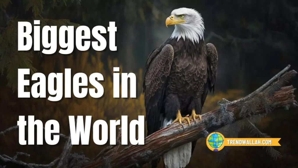 Biggest Eagle in the World: Top 10 Largest Eagles in 2024