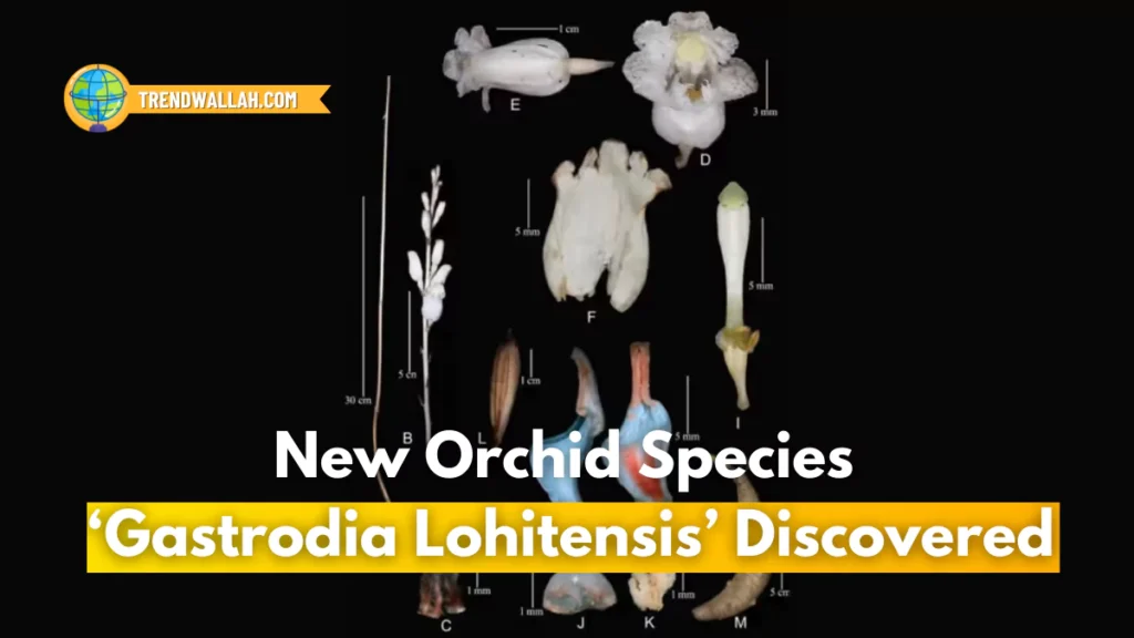 New Orchid Species Gastrodia Lohitensis